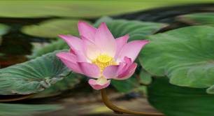 Lotus flower