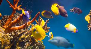 underwater picture of multicoloured fish and corals