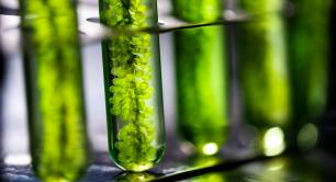Seaweed or algae in test tube