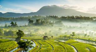 Rice fields in Bali the location of the AVPN Global Conference 2022