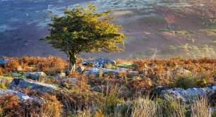 small tree-surrounded-by-greenery-sunlight-dartmoor-national-park-devon-uk.jpg