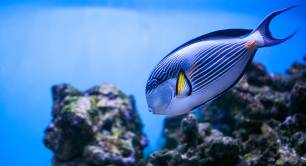 tropical fish under water